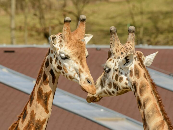 Parco zoologico di Lange Erlen
